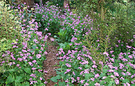 Honesty Shrubbery Path