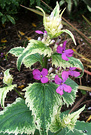 Honesty Variegated Leaf