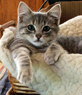 Kitten Woolly Blanket