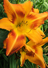 Large Daylily