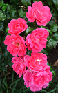 Late Rose Pink
