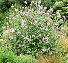 Lavatera Shrub