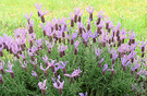 Lavender Shrub