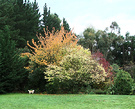 Lawn Frisbee Dog