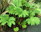 Leaf New Gunnera