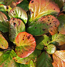 Leaves Winter Bergenia