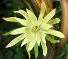 Leucadendron Unnamed