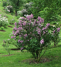 Lilac Garden