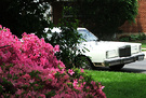 Limo Azalea American
