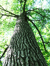Liquid Amber Tree