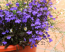 Lobelia Annual Blue
