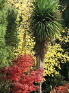 Maple Cordyline Autumn