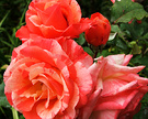 Mcgredy Orange Rose