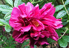 Messy Rugosa Rose