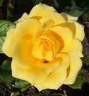 Miniature Yellow Rose