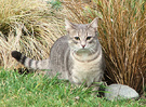 Minimus Grey Cat