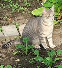 Minimus Grey Kitten