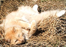 Mulch Cat Fluffy 2