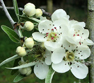 Pear Blossom Weeping