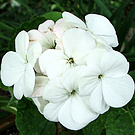 Pelargonium Bright White