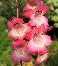 Penstemon Pink Flower