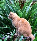 Percy Cat Phormium