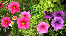 Perennial Petunias