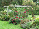 Pergola Cerise Dahlias