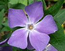 Periwinkle Blue