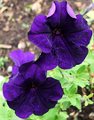 Petunia Dark Blue