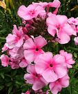 Phlox Summer Pink