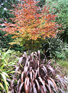 Phormium Beech Autumn