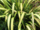 Phormium Deliight Cream