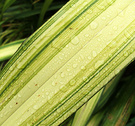 Phormium Raindrops