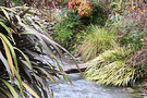 Phormium Stream Plank