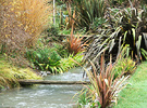 Phormiums Winter Stream