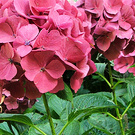 Pink Bloom Hydrangea