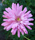 Pink Daisy Flower