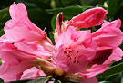 Pink Flower Rhodo