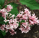 Pink Lilac