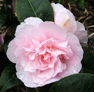 Pink Pretty Camellia