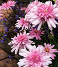 Pink Pretty Daisy