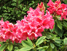 Pink Rhododendron Olearia