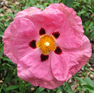 Pink Rock Rose