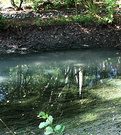 Pond Draining