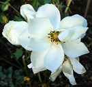 Rose Act Class