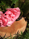 Rose Bergenia Pot
