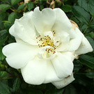 Rose Bloom White
