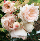 Rose Coconut Ice