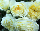 Rose Flower Pilgrim